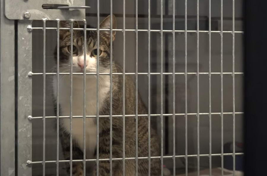 Stichting Zwerfkatten Rijnmond ving in 20 jaar meer dan 28.000 katten