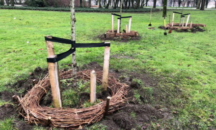 Proef met ‘wilgenwalletjes’ in Kralingen