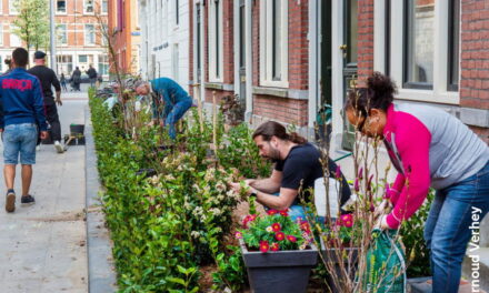 Nieuw: de Kralingse geveltuinenwedstrijd