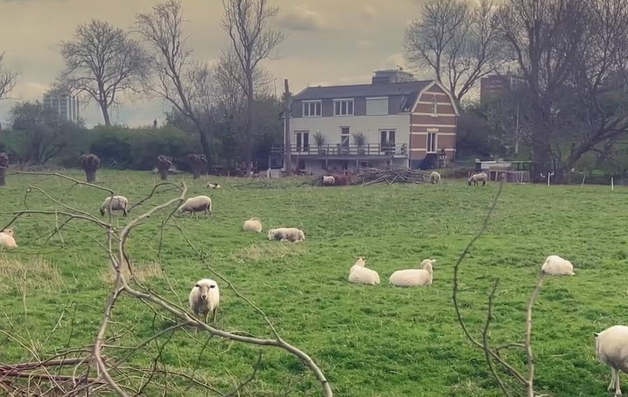 Chemisch afval maakte van de Eschpolder een criminele verzamelplek, maar ook een natuurgebied