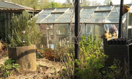 Rotterdamse volkstuinen: Meer groen voor meer Rotterdammers