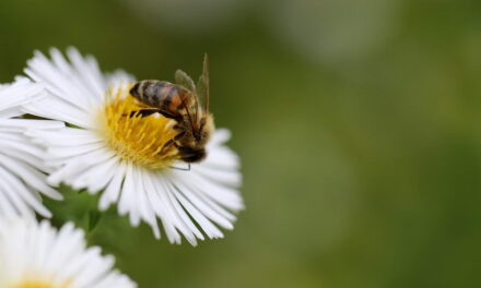 Meer bloemen voor de bij