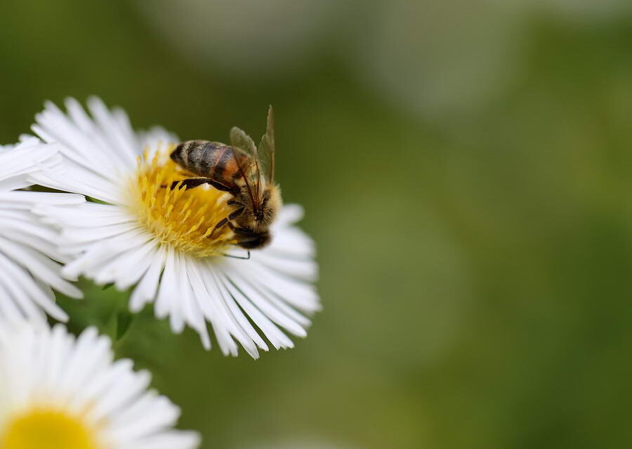 Meer bloemen voor de bij