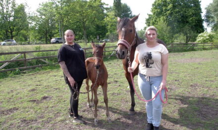 Indy en Darcy, twee Kralingse paarden