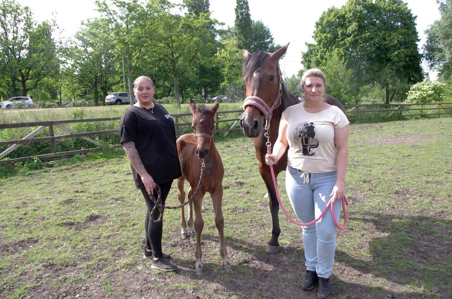 Indy en Darcy, twee Kralingse paarden