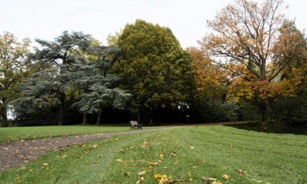 Eerste oude stadsboom mag rustig aftakelen