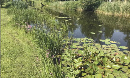Hoogheemraadschap: een natuurvriendelijke oever aanleggen?