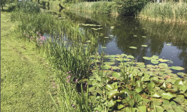 Hoogheemraadschap: een natuurvriendelijke oever aanleggen?