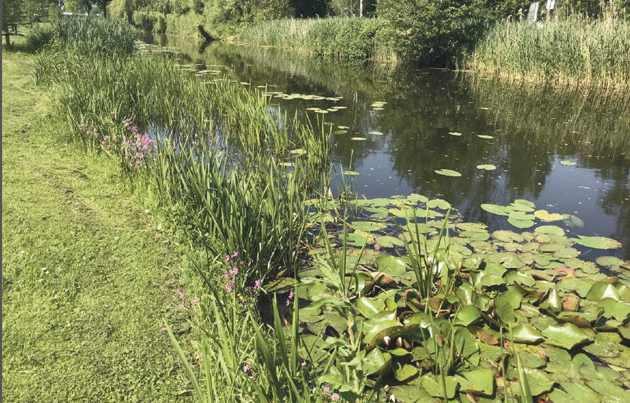 Hoogheemraadschap: een natuurvriendelijke oever aanleggen?