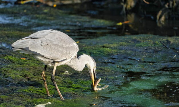 Hoogheemraadschap treft in heel Schieland en de Krimpenerwaard PFAS aan in water