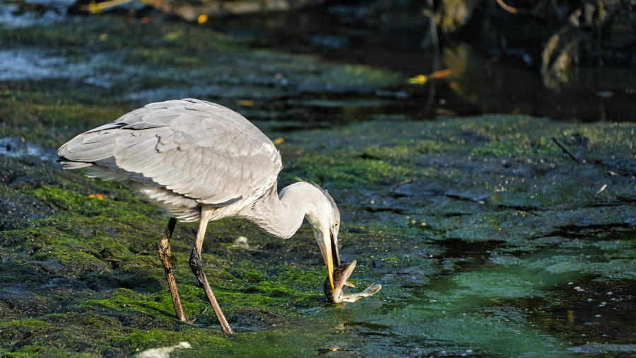 Hoogheemraadschap treft in heel Schieland en de Krimpenerwaard PFAS aan in water
