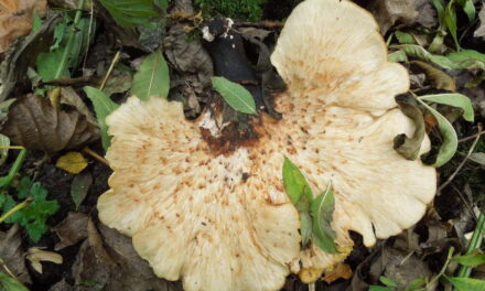 IVN Natuureducatie houdt een echte herfstactiviteit in het Kralingse Bos, op zaterdagochtend 4 november