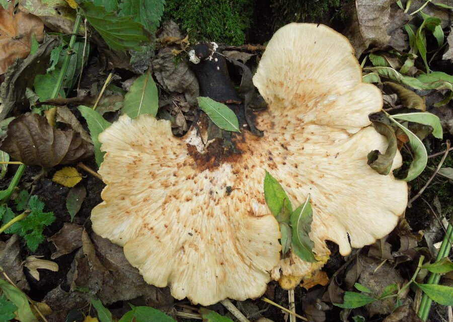 IVN Natuureducatie houdt een echte herfstactiviteit in het Kralingse Bos, op zaterdagochtend 4 november