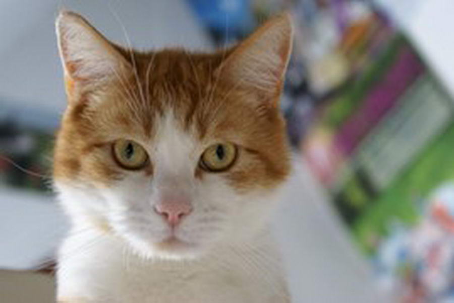 Vermist: Rood Blonde Kater Garfield Jeruzalemstraat