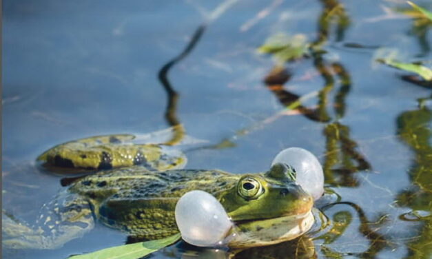 Hoogheemraadschap: geniet van water en natuur
