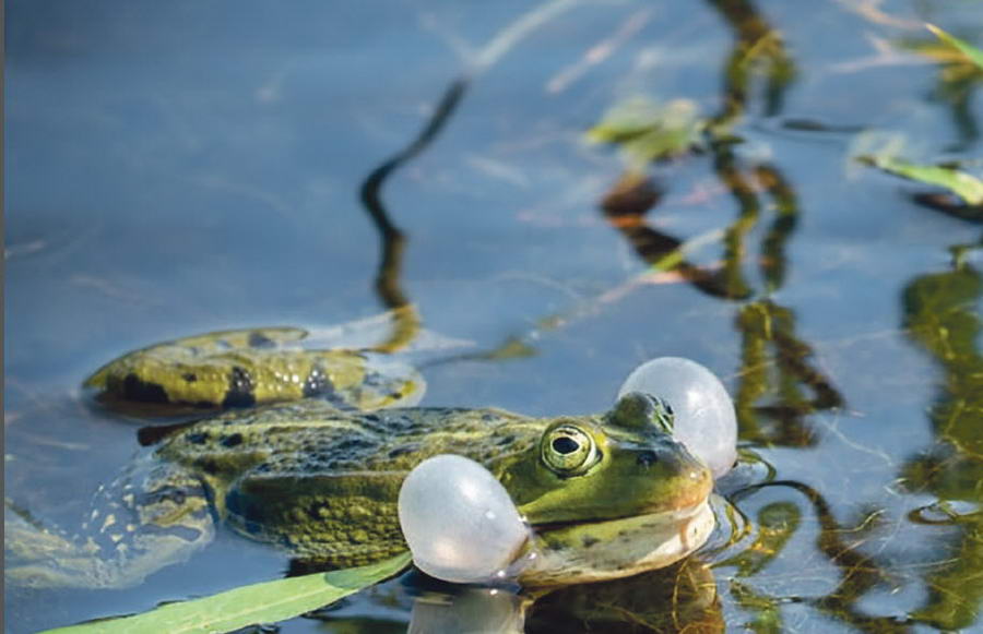 Hoogheemraadschap: geniet van water en natuur