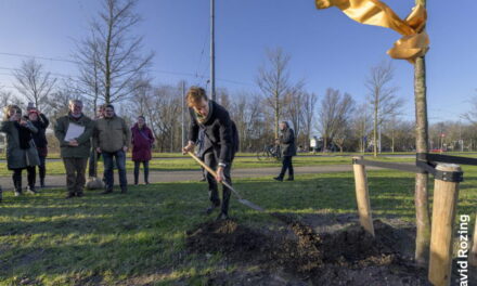 Cadeautje: 25 bomen voor Rotterdam