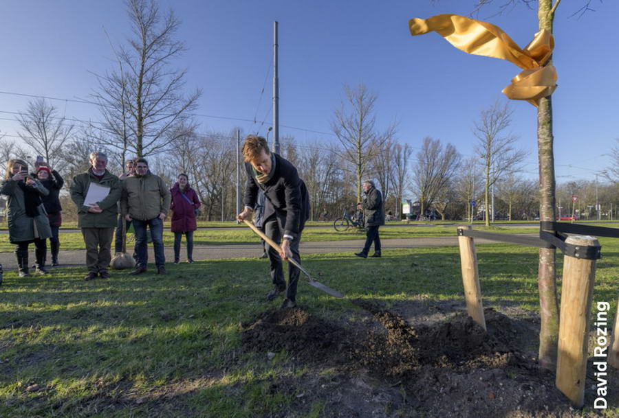Cadeautje: 25 bomen voor Rotterdam