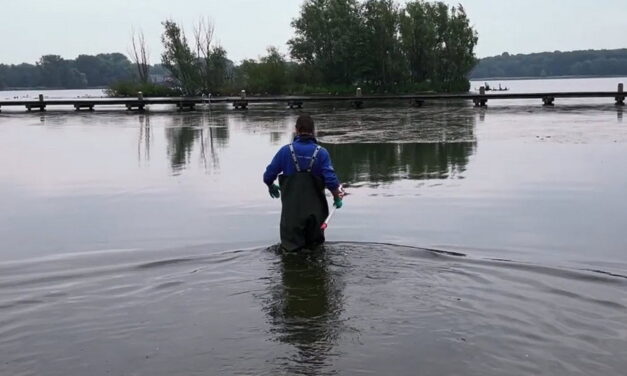 Hoe staat het met de waterkwaliteit Kralingse Plas?