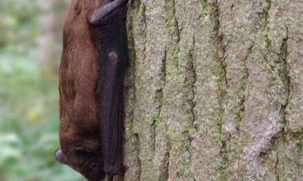 Nacht van de Vleermuis in het Kralingse Bos: vrijdag 23 augustus 2024 op stap met ecologen