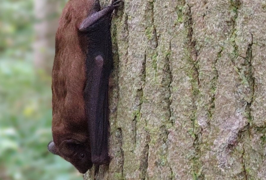 Nacht van de Vleermuis in het Kralingse Bos: vrijdag 23 augustus 2024 op stap met ecologen