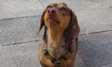 Lucil en Donna jagen droom na met hondenopvang Oh My Dog in de Esch