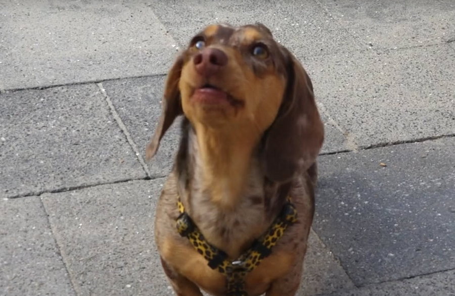 Lucil en Donna jagen droom na met hondenopvang Oh My Dog in de Esch