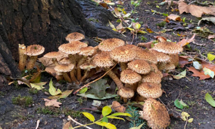 Op stap in het paddenstoelenparadijs Kralingse Bos