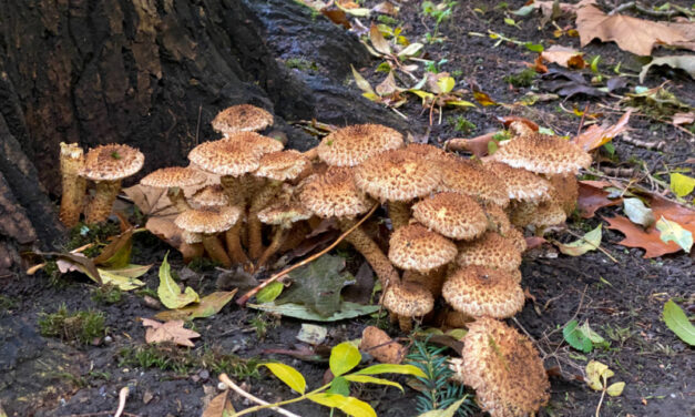 Op stap in het paddenstoelenparadijs Kralingse Bos