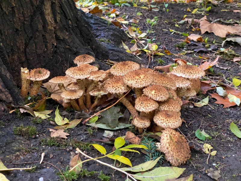 Op stap in het paddenstoelenparadijs Kralingse Bos