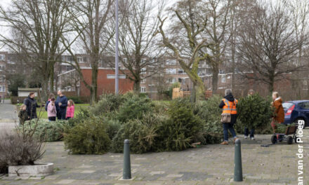 Kom maar hier met die kerstbomen