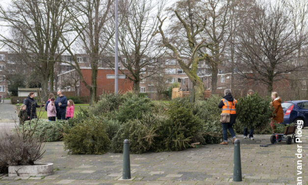 Kom maar hier met die kerstbomen