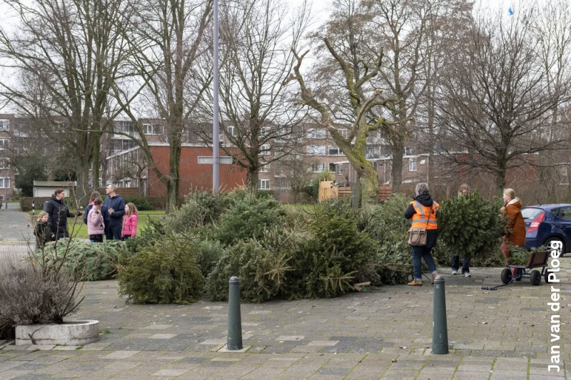 Kom maar hier met die kerstbomen