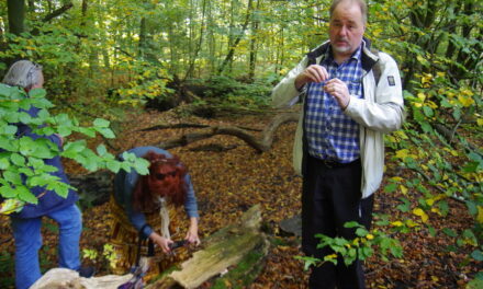 Paddenstoelen kijken in het Kralingse Bos