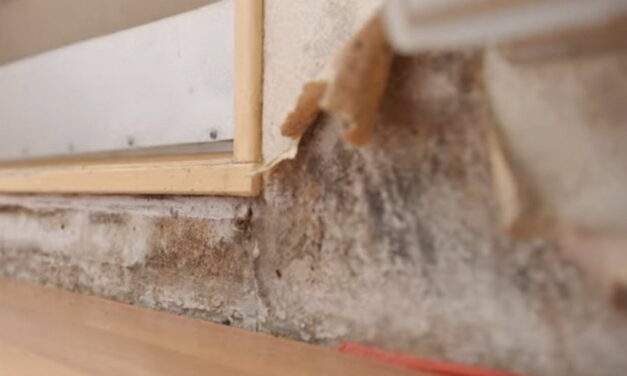 Crooswijker Lenie slaapt in kamer vol schimmel en is helemaal klaar met Havensteder