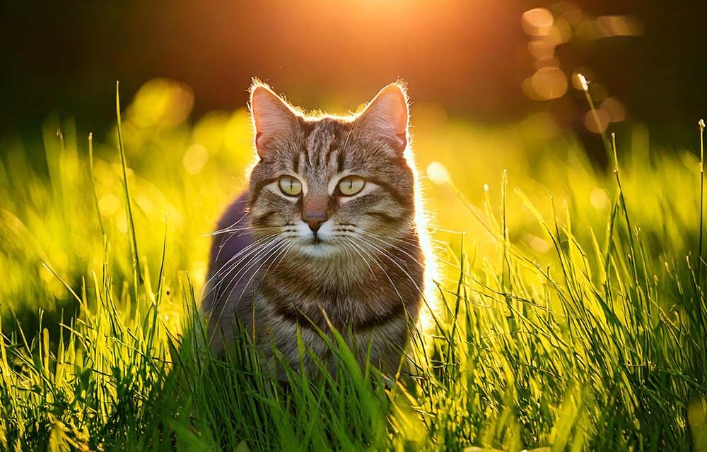 Diervriendelijk katten vangen doe je zo