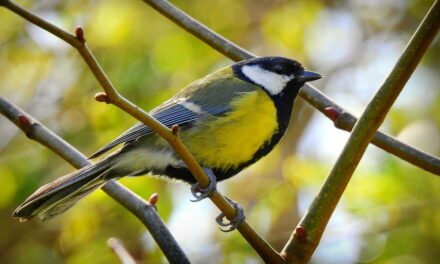 Een half uurtje voor de vogels