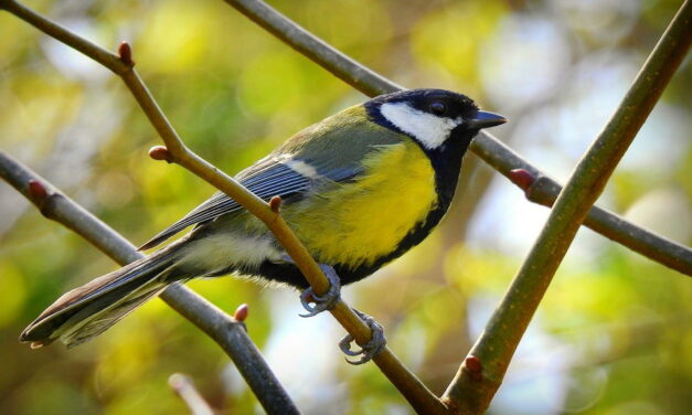 Een half uurtje voor de vogels