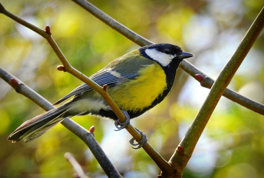 Een half uurtje voor de vogels
