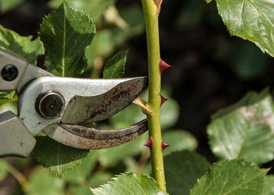 Gezocht: Groen liefhebbers
