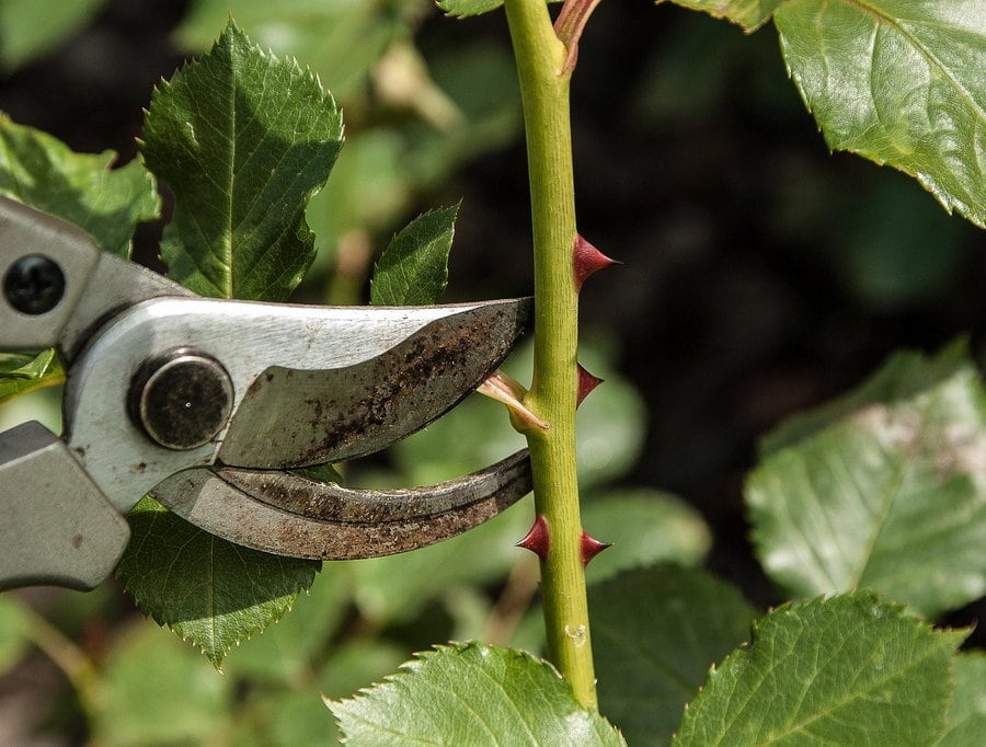 Gezocht: Groen liefhebbers