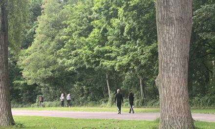Stilstaan bij bomen
