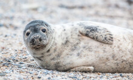 Zeehond gespot in sloot in Kralingen: ‘Die is verdwaald’