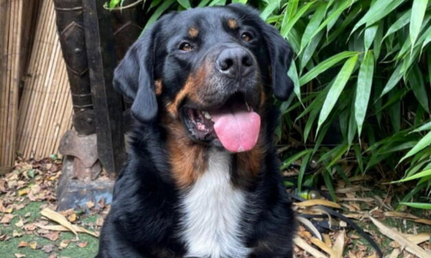 Genoeg geld opgehaald voor operatie van hond Toby: ‘Totaal onverwachts’