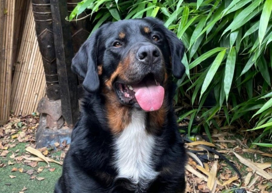 Genoeg geld opgehaald voor operatie van hond Toby: ‘Totaal onverwachts’