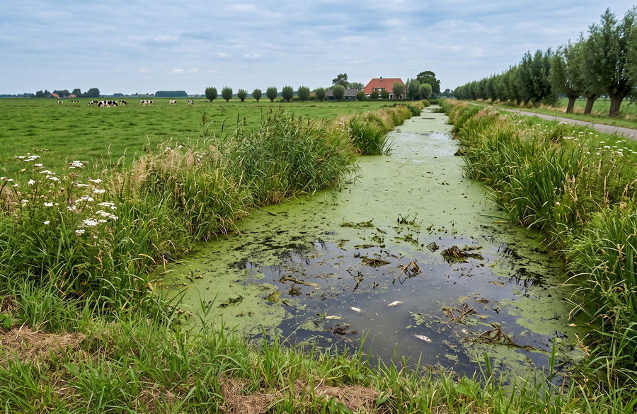 Botulisme in water Krimpenerwaard vastgesteld, laag risico voor mensen
